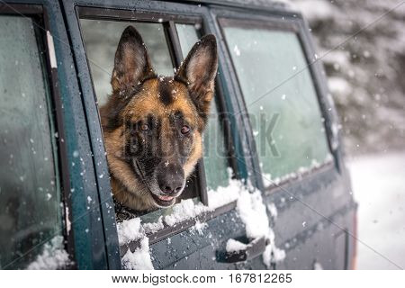 German Shepherd Dog Looking Out The Side Window Of A Suv