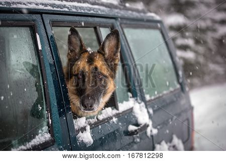German Shepherd Dog Looking Out The Side Window Of A Suv