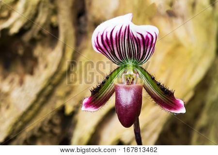 Violet and green orchid (Paphiopedilum collosum) or lady slipper or slipper orchid in nature.