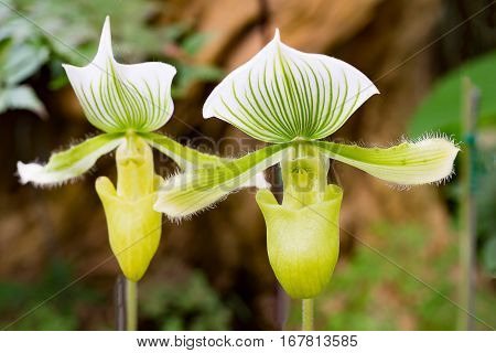 Yellow and green orchid (Paphiopedilum collosum) or lady slipper or slipper orchid in nature.