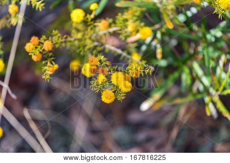 Acacia Flowers Close Up. Australian Wattle In Spring