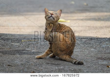Thai gray cat looking for something and collar, bell