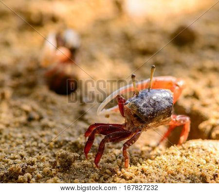 Uca vocans Fiddler Crab walking in mangrove forest at Phuket beach Thailand