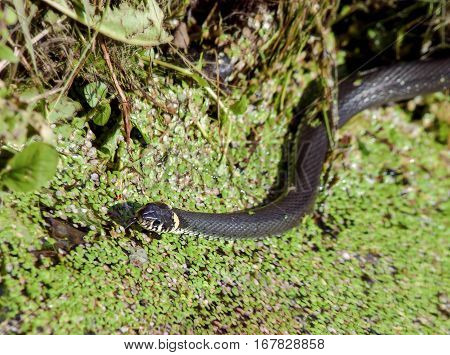 Nonpoisonous Snake adder on grass around pond