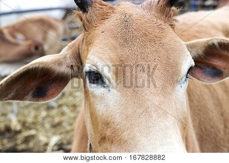 Close Up Of Cow Face