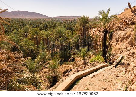 Panoramic view over the oasis of date palms in Figuig in Morocco. In the distance you can see a small mountain that is very close to the Algerian border.