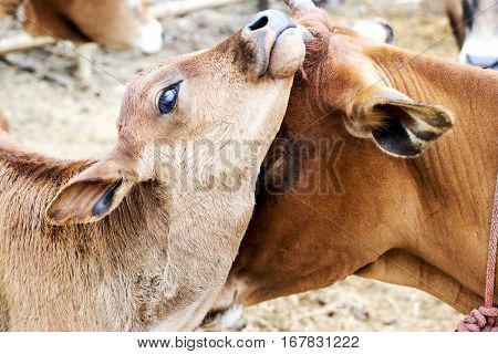 mother and son.cow background selective focus face and eye.