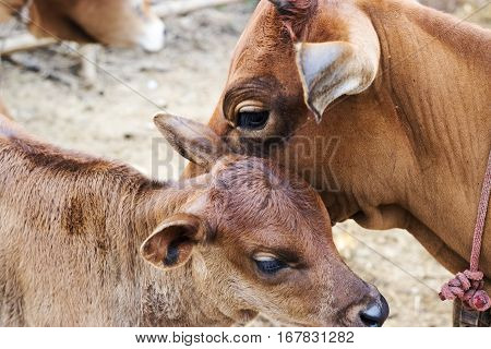 mother and son.cow background selective focus face and eye.
