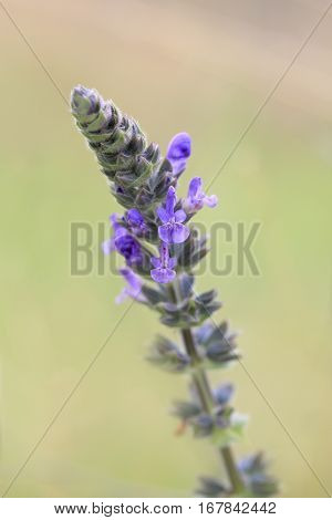 Lavender growing in Central West NSW in spring.