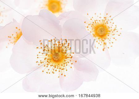 wild rose