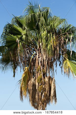 Seed head of Bangalow palm Archontophoenix cunninghamiana