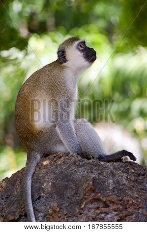 Monkey vervet posed on a rock looking up at a park in Mombasa Kenya