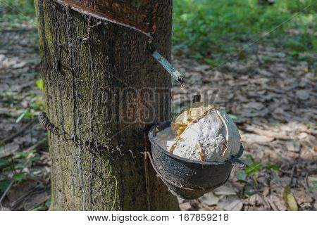 Milky latex extracted from rubber tree in thailand