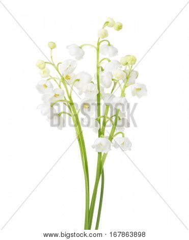 Few sprigs of Lily of the Valley isolated on white background. 