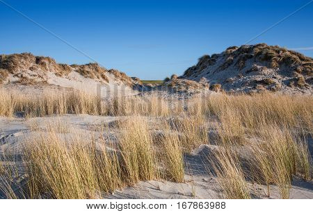 Landscape with sandy beach and beachgrass on the North Sea. North coast of Germany
