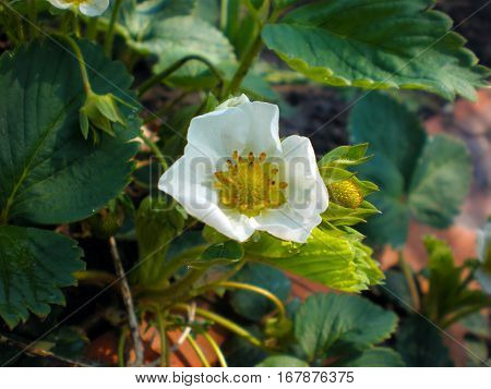 Green bush of blooming strawberries in spring
