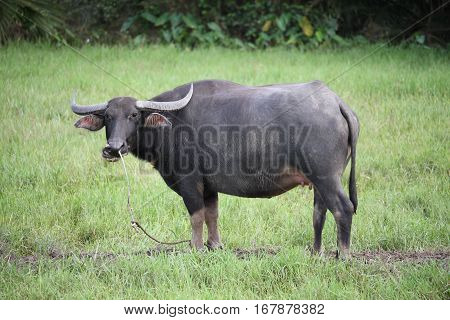 Thai Buffalo walk over the field go back home with sunset. Life' Machine of Farmer. Original agriculture use buffalo plow the field