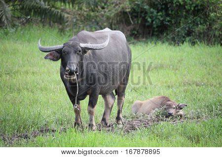 Thai Buffalo walk over the field go back home with sunset. Life' Machine of Farmer. Original agriculture use buffalo plow the field