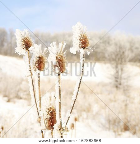 Nature In Winter