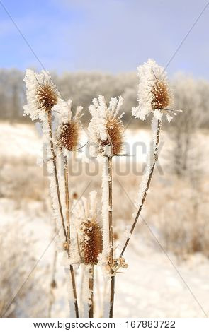 Nature In Winter