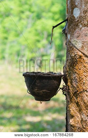 Natural Rubber Collecting From Rubber Tree