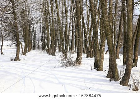 Nature In Winter