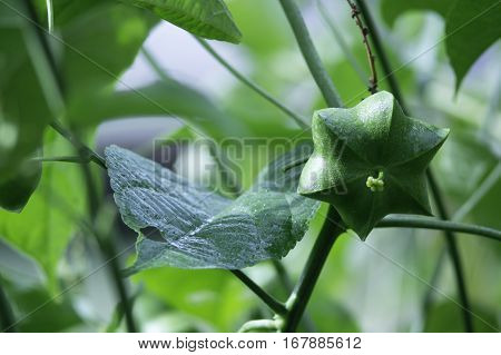 sacha inchi is a herb that has been very popular in Thailand. Because omega 369