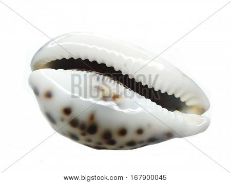 sea shell turbo collection as marine background