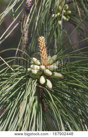 Loblolly Pine Pollen Cones