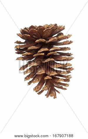 Longleaf Pine Cone