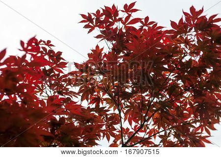 Pink leaves of the Japanese maple (Acer palmatum)