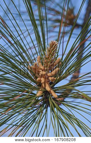 Loblolly Pine Pollen Cones
