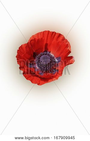 Oriental poppy (Papaver orientale). Image of flower isolated on white background