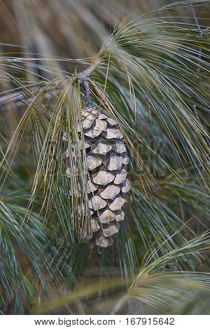 Bhutan pine cone (Pinus wallichiana). Called Blue Pine Himalayan Pine and Himalayan White Pine also. Another scientific names are Pinus griffithii and Pinus chylla.
