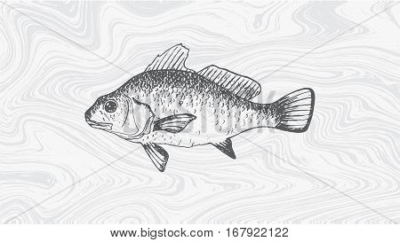 beautiful hand drawn illustration with vintage fishes
