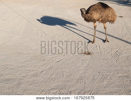 Australia Monkey Mia 01/04/2015 Australian emu cleaning itself