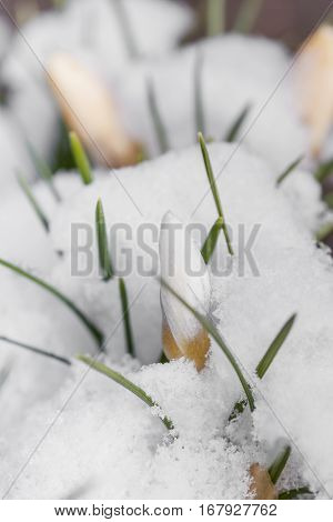 White crocuses growing up through the snow in early spring close-up