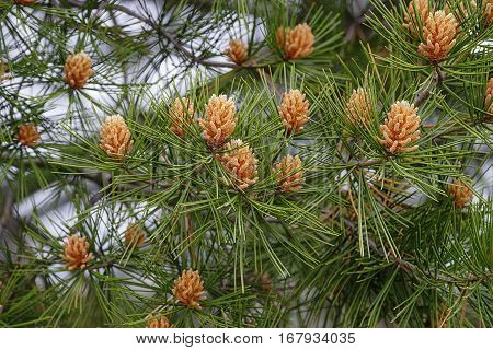 Lace-bark pine (Pinus bungeana). Image of pollen cones