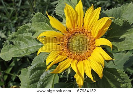 A Single Sun Flower In A Field Of Sunflowers.