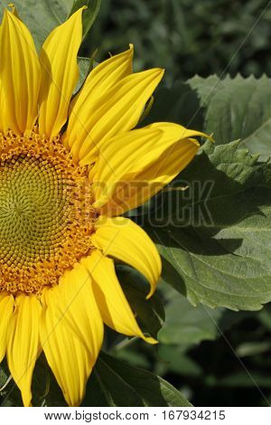 A Single Sun Flower In A Field Of Sunflowers.