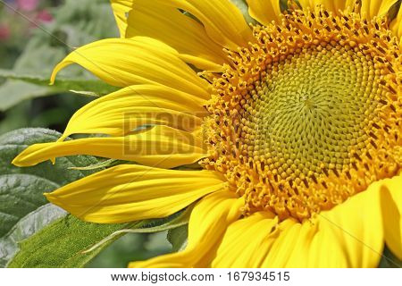 A Single Sun Flower In A Field Of Sunflowers.