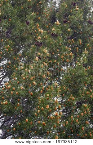 Lace-bark pine (Pinus bungeana). Tree with pollen and seed cones