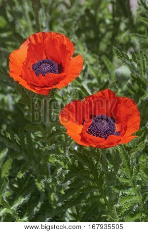 Oriental poppy (Papaver orientale). Image of two flowers