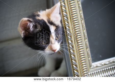 Genert Kitty