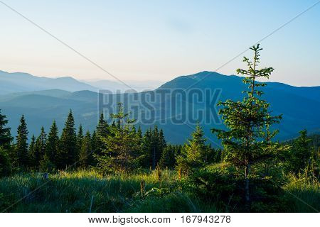 Landscape with fog in mountains and rows of trees in Carpathian mountains