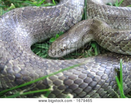 Angst Rat snake