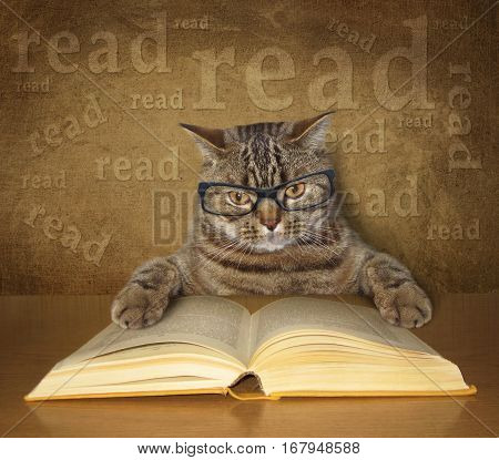 The clever cat with glasses sits at a table and reads a book.