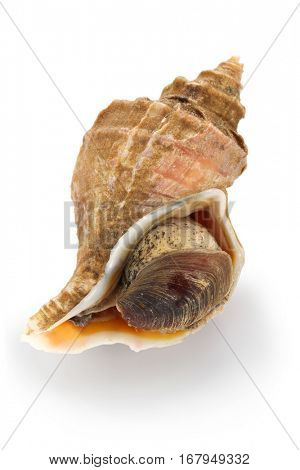 tsubu gai, ezo neptune, japanese whelk, neptunea polycostata scarlato