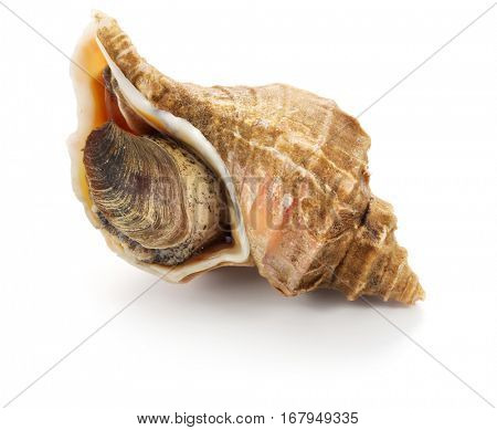 tsubu gai, ezo neptune, japanese whelk, neptunea polycostata scarlato