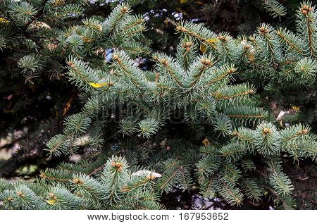 greent pine tree for background close up